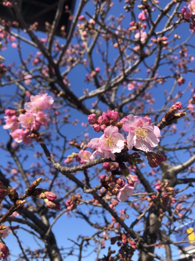 今年も駐車場の河津桜が咲き始めました！静岡市清水区のハウマッチライフ清水高橋店