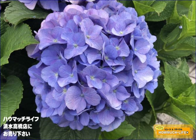 今年も駐車場の紫陽花が満開になりました！ 静岡市清水区のハウマッチライフ清水高橋店