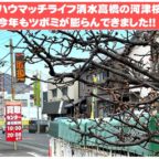 静岡市清水区のリサイクルショップ・ハウマッチライフ清水高橋店で河津桜が開花が近い