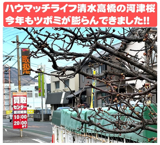 静岡市清水区のリサイクルショップ・ハウマッチライフ清水高橋店で河津桜が開花が近い